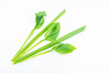 Chinese Dragon Boat Festival blessing plant calamus and hosta leaves