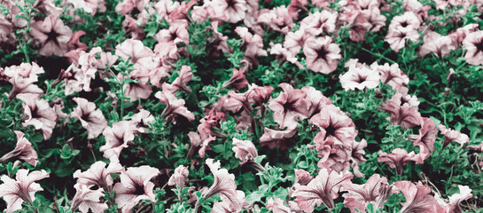 Abstract red flower with plants on field background