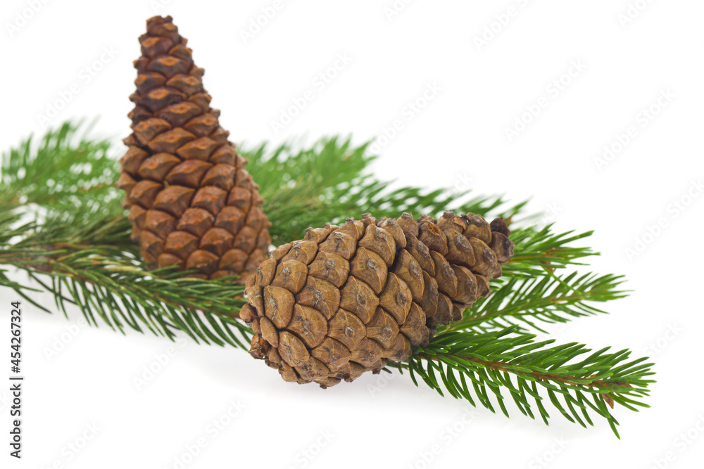 Wall mural green branch of a christmas tree with cones isolated on a white background.