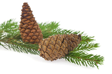 Green branch of a Christmas tree with cones isolated on a white background.