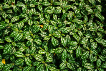 Naklejka na ściany i meble green leaves wall background, leaf wall nature background 