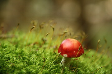 mushroom with red cap on green moss