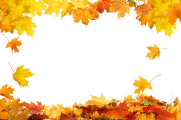 Beautiful yellow,red,orange foliage. Natural background. Border frame of colorful  leaves. Vibrant fall colors.Autumn falling leaves isolated on white background.
