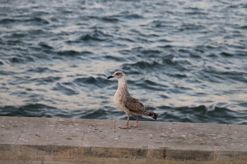 seagull on the beach