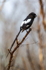 The long tail of the Magpie shrike is unmistakable in the Kruger  Park in South Africa