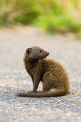 Dwarf Mongoose standing on a tarred road in the Kruger Park, South Africa