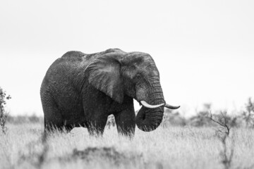 African elephant bull with big tusks eating alongside the road in the Kruger Park, South Africa