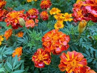 Background of beautiful flowers of Marigolds erect (Tagetes erecta). Red flowers of Tagetes erecta