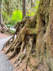 Hoh Rainforest