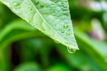 Macro closeup of Beautiful fresh green leaf with drop of water in morning sunlight nature background.