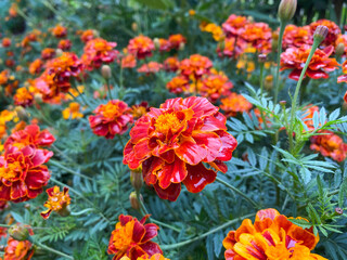 Background of beautiful flowers of Marigolds erect (Tagetes erecta). Red flowers of Tagetes erecta