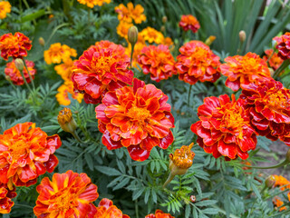 Background of beautiful flowers of Marigolds erect (Tagetes erecta). Red flowers of Tagetes erecta