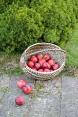 Sweet and tasteful apples in vintage basket