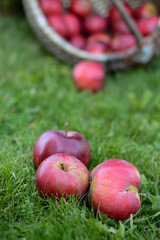 Sweet and tasteful apples in vintage basket