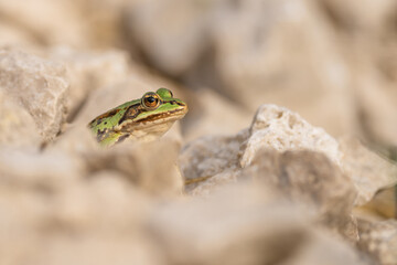 Ein grüner Wasserfrosch sitzt auf kleinen Steinen im Sonnenschein 