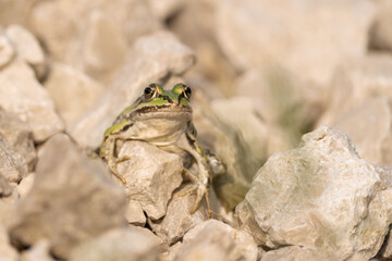 Ein grüner Wasserfrosch sitzt auf kleinen Steinen im Sonnenschein 