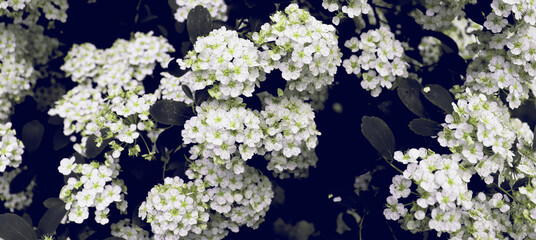 Dark bush with white flowers for art design