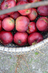 Sweet and tasteful apples in vintage basket