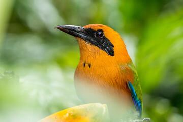 Portrait of a motmot in the Arenal volcano area, Costa Rica