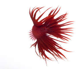 Halfmoon betta fish, siamese fighting fish, Capture moving of fish, abstract background of fish tail
