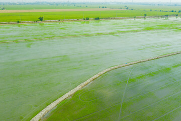 Field rice with landscape green pattern nature background
