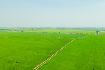 Obraz premium Field rice with landscape green pattern nature background 