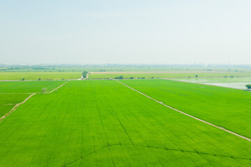 Obraz premium Field rice with landscape green pattern nature background 