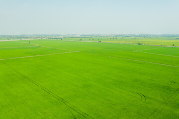 Field rice with landscape green pattern nature background
