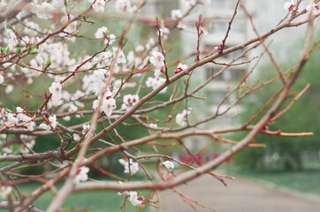 Siberian cherry shrub in bloom, early May. White-pink flowers on the background of the gray city.