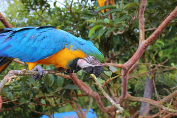 blue and yellow macaw