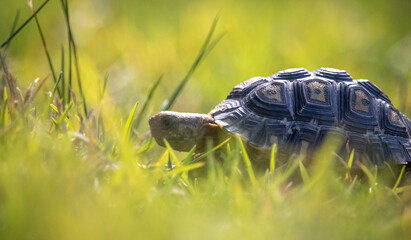 Baby African tortoise walking and exploring through grass foliage.