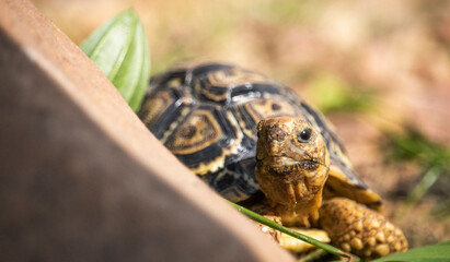 Baby African tortoise exploring through grass foliage and rocks.