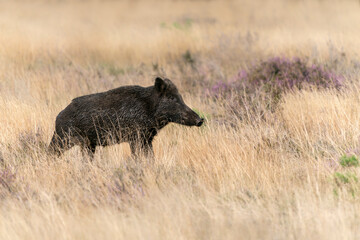 wild boar (Sus scrofa), also known as the wild swine or Eurasian wild pig, in the forest of National Park Hoge Veluwe in the Netherlands.                                                