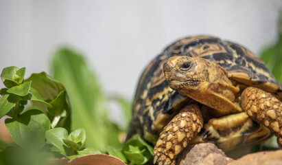 Close-up of a baby African tortoise looking at some delicious grass foliage.