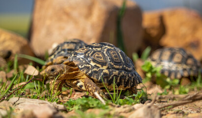 Baby African tortoises exploring through grass foliage and rocks.