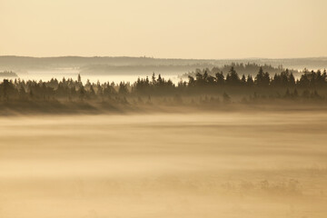 Last August morning. Lot of mist over national park of Torronsuo (in Tammela, Finland), colored by rising sun.  