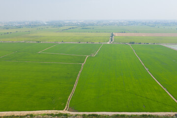 aerial view from flying drone of Field rice with landscape green pattern nature background, top view field rice
