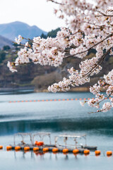 Lake Okutama in spring, Tokyo prefecture.