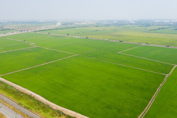 aerial view from flying drone of Field rice with landscape green pattern nature background, top view field rice
