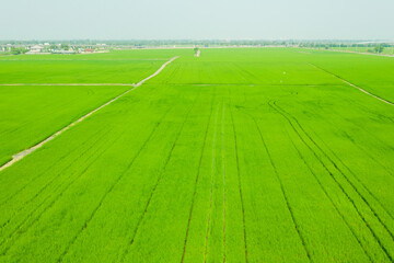 Obraz premium aerial view from flying drone of Field rice with landscape green pattern nature background, top view field rice 