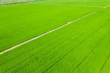 aerial view from flying drone of Field rice with landscape green pattern nature background, top view field rice
