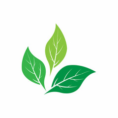 Fototapeta premium Leaf icon Vector Illustration design Logo template