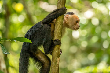 White-faced capuchin monkey in the forest near Puerto Viejo, Caribbean coast, Costa Rica