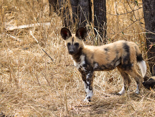 African painted dog pup