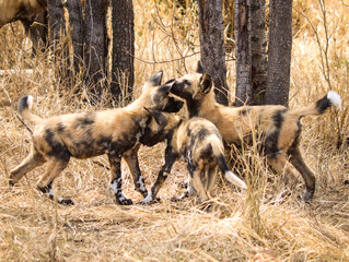 Playful African painted dog pups
