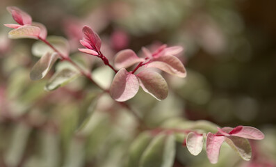 Breynia disticha ornamental bush pink variegated foliage natural floral macro background
