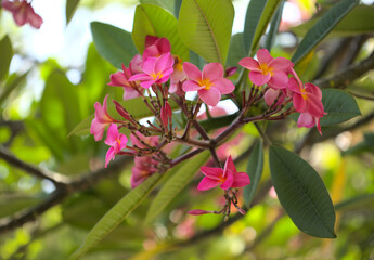 Flowering scented plumeria or frangipani natural macro floral background