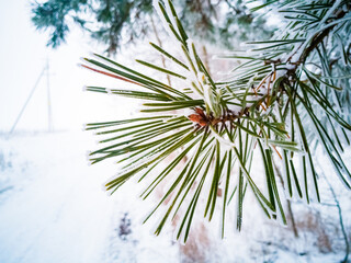 spruce green needles on a pine branch covered with frost and snow. close-up. winter coniferous forest