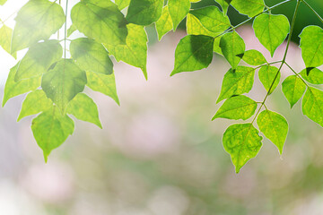 Closeup of green leaves with sunlight on blurred background. selective focus.