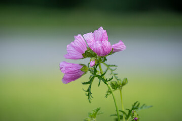 Fototapeta premium Wildblume
